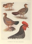 grey junglefowl (Gallus sonneratii)