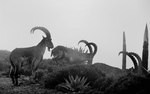 walia ibex (Capra walie)