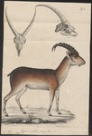 walia ibex (Capra walie)