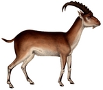 walia ibex (Capra walie)