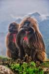 gelada baboon (Theropithecus gelada)