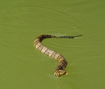 cottonmouth, water moccasin (Agkistrodon piscivorus)