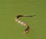 cottonmouth, water moccasin (Agkistrodon piscivorus)