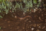 cottonmouth, water moccasin (Agkistrodon piscivorus)