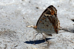 blue pansy (Junonia orithya)