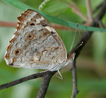 blue pansy (Junonia orithya)