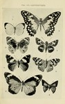 ..., lesser wanderer (Danaus petilia), splendid ochre (Trapezites symmomus), fiery copper (Paraluci...