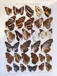 Fauna Indo-Australica: Rohana - Junonia