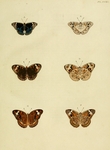blue pansy (Junonia orithya), mangrove buckeye (Junonia genoveva)