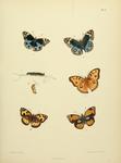 blue pansy (Junonia orithya), peacock pansy (Junonia almana), dark blue pansy (Junonia oenone)