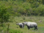 Indian rhinoceros (Rhinoceros unicornis)