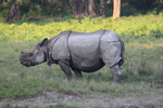 Indian rhinoceros (Rhinoceros unicornis)