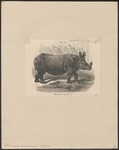 Indian rhinoceros (Rhinoceros unicornis)