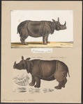 Indian rhinoceros (Rhinoceros unicornis)