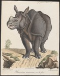 Indian rhinoceros (Rhinoceros unicornis)