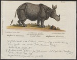 Indian rhinoceros (Rhinoceros unicornis)