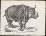 Indian rhinoceros (Rhinoceros unicornis)