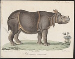 Indian rhinoceros (Rhinoceros unicornis)