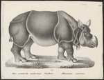 Indian rhinoceros (Rhinoceros unicornis)