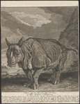 Indian rhinoceros (Rhinoceros unicornis)