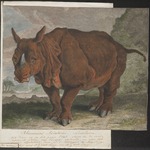 Indian rhinoceros (Rhinoceros unicornis)