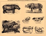 common hippopotamus (Hippopotamus amphibius), Indian rhinoceros (Rhinoceros unicornis), South Am...