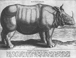 Indian rhinoceros (Rhinoceros unicornis)