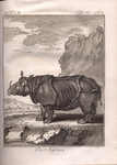 Indian rhinoceros (Rhinoceros unicornis)