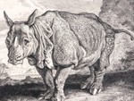 Indian rhinoceros (Rhinoceros unicornis)