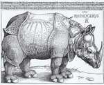 Indian rhinoceros (Rhinoceros unicornis)