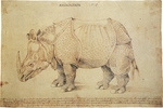 Indian rhinoceros (Rhinoceros unicornis)