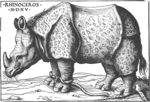 Indian rhinoceros (Rhinoceros unicornis)