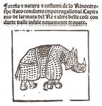 Indian rhinoceros (Rhinoceros unicornis)