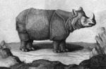 Indian rhinoceros (Rhinoceros unicornis)