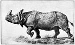 Indian rhinoceros (Rhinoceros unicornis)