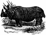 Indian rhinoceros (Rhinoceros unicornis)