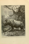 Indian rhinoceros (Rhinoceros unicornis)