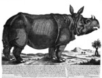 Indian rhinoceros (Rhinoceros unicornis)