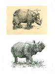 Indian rhinoceros (Rhinoceros unicornis)