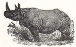 Indian rhinoceros (Rhinoceros unicornis)