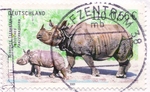 Indian rhinoceros (Rhinoceros unicornis)