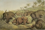 Asiatic elephant (Elephas maximus), Indian rhinoceros (Rhinoceros unicornis)