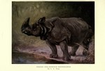 Indian rhinoceros (Rhinoceros unicornis)