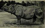 Indian rhinoceros (Rhinoceros unicornis)