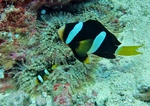 Clark's anemonefish, yellowtail clownfish (Amphiprion clarkii)
