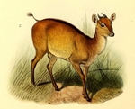 Ogilby's duiker (Cephalophus ogilbyi)