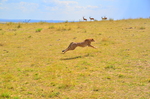 cheetah (Acinonyx jubatus)