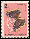 Camberwell beauty, mourning cloak (Nymphalis antiopa)