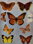 ...(Zerene cesonia), monarch butterfly (Danaus plexippus), Camberwell beauty (Nymphalis antiopa), c