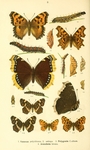 large tortoiseshell (Nymphalis polychloros), mourning cloak (Nymphalis antiopa), comma butterfly...